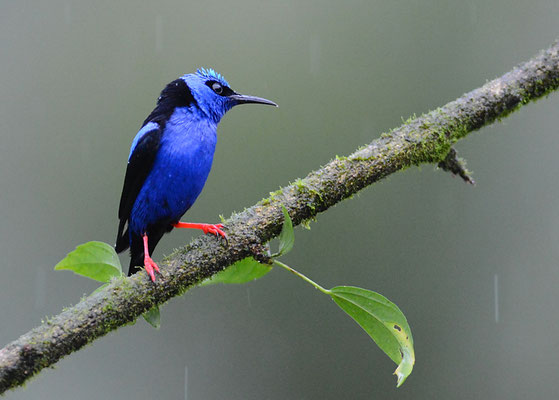 TÜRKISNASCHVOGEL, RED-LEGGED HONEYCREEPER, CYANERPES CYANEUS