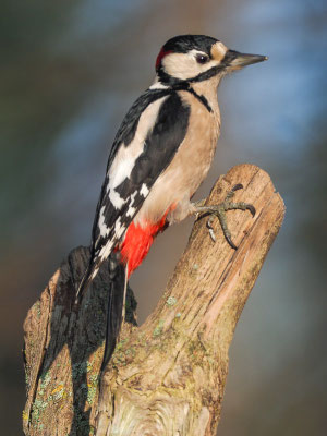 BUNTSPECHT, GREAT SPOTTED WOODPECKER, DENDROCOPOS MAJOR