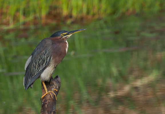 GRÜNREIHER, GREEN HERON, BUTORIDES VIRESCENS