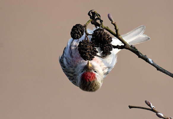 TAIGABIRKENZEISIG, COMMON REDPOLL, ACANTHIS FLAMMEA