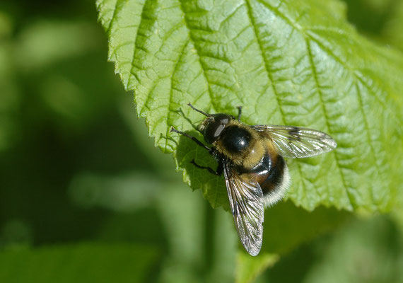 HUMMEL-WALDSCHWEBFLIEGE, VOLUCELLA BOMBYLANS