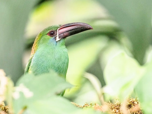 Blutbürzelarassari, Crimson-rumped Toucanet - Aulacorhynchus haematopygus