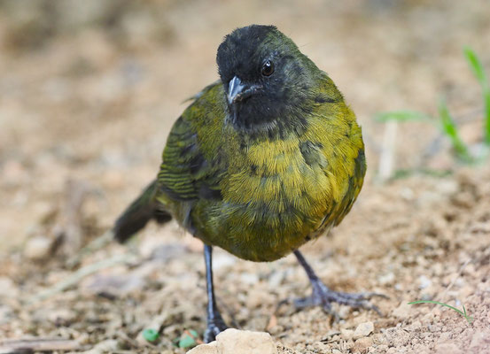 GROSSFUSS-BUSCHAMMER, LARGE-FOOTED FINCH, PEZOPETES CAPITALIS