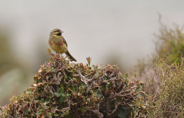 ZAUNAMMER, CIRL BUNTING, EMBERIZA CIRLUS