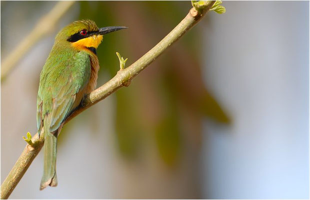 ZWERGSPINT, LITTLE BEE-EATER, MEROPS PUSILLU
