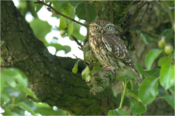 STEINKAUZ, LITTLE OWL , ATHENE NOCTUA
