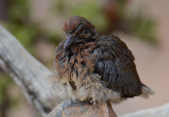 PALMTAUBE, LAUGHING DOVE, STREPTOPELIA SENEGALENSIS