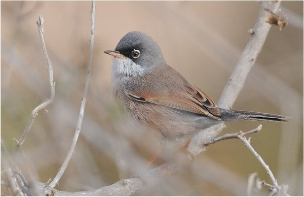 BRILLENGRASMÜCKE, SPECTACLED WARBLER, SYLVIA CONSPICILLATA