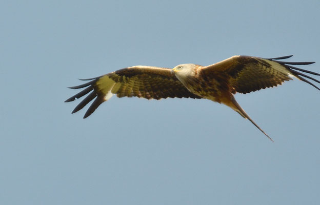 ROTMILAN, RED KITE, MILVUS MILVUS