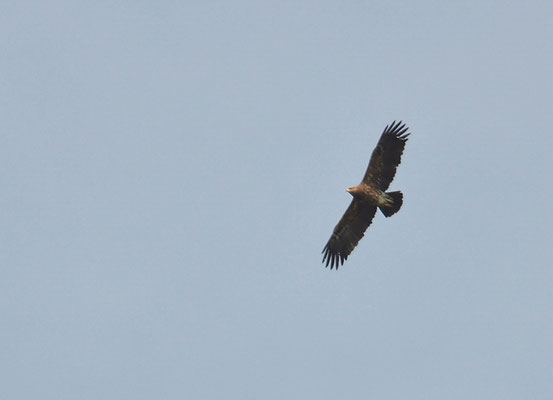 SCHREIADLER, LESSER SPOTTED EAGLE, AQUILA POMARINA