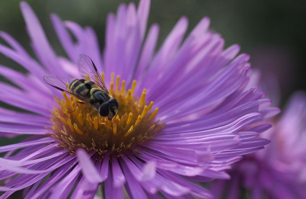 GESTREIFTE WALDSCHWEBFLIEGE, DASYSYRPHUS ALBOSTRIATUS