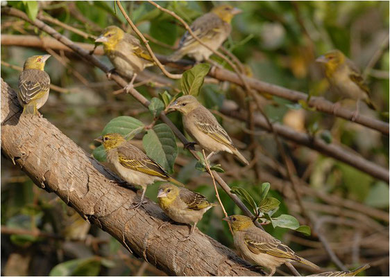 DOMINIKANERWITWE, PIN-TAILED WHYDAH, VIDUA MACROURA