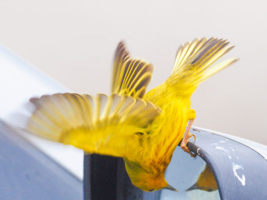 Goldwaldsänger, Yellow warbler - Setophaga petechia