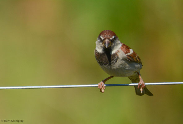 ITALIENSPERLING, ITALIAN SPARROW, PASSER ITALIAE