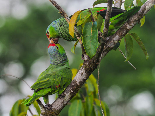 GELBWANGENAMAZONE, RED-LORED PARROT, AMAZONA AUTUMNALIS