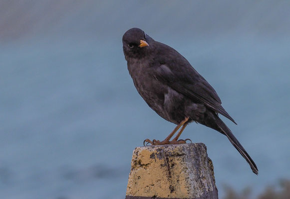 RUSSDROSSEL, SLATY ROBIN, TURDUS NIGRESCENS