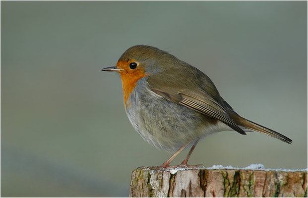 ROTKEHLCHEN, ROBIN, ERITHACUS RUBECULA