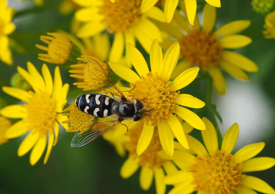 SPÄTE GROSSSTIRNSCHWEBFLIEGE, SCAEVA PYRASTRI