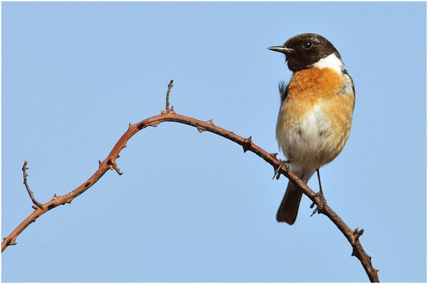 SCHWARZKEHLCHEN, STONECHAT, SAXICOLA TORQUATUS