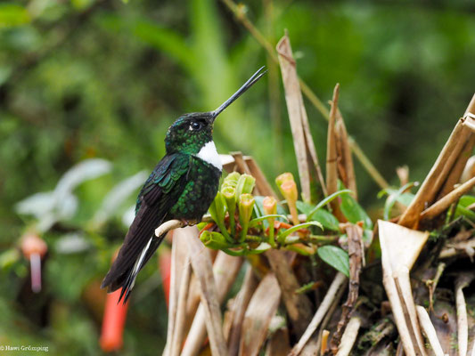 BRUSTBAND-ANDENKOLIBRI, COLLARED INCA - COELIGENA TORQUATA