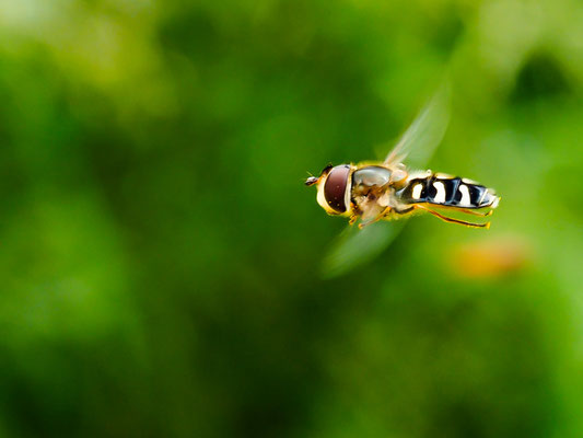 Späte Großstirnschwebfliege, Scaeva pyrastri