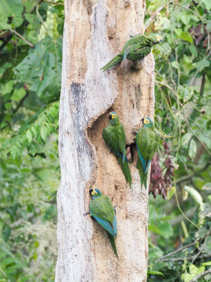 Rotbauchara, Red-bellied Macaw - Orthopsittaca manilatus