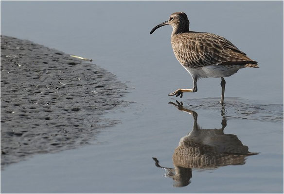REGENBRACHVOGEL, WHIMBREL, NUMENIUS PHAEOPUS