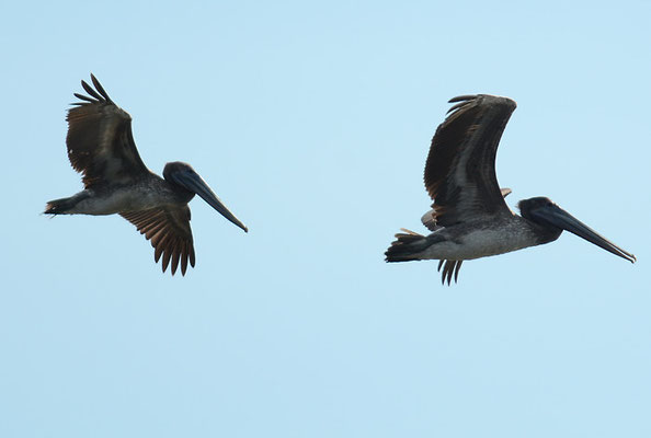 BRAUNER PELIKAN, BROWN PELICAN, PELECANUS OCCIDENTALIS