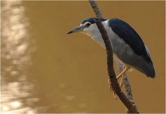 NACHTREIHER, BLACK-CROWNED NIGHT-HERON, NYCTICORAX NYCTICORAX