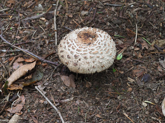 Gemeiner Safranschirmling - Chlorophyllum rhacodes