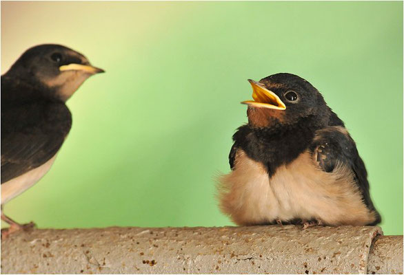 RAUCHSCHWALBE, BARN SWALLOW, HIRUNDO RUSTICA