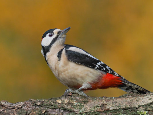 BUNTSPECHT, GREAT SPOTTED WOODPECKER, DENDROCOPOS MAJOR