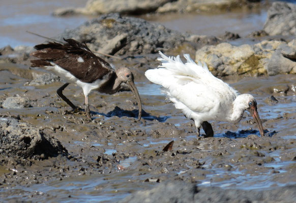 SCHNEESICHLER, WHITE IBIS, EUDOCIMUS ALBUS