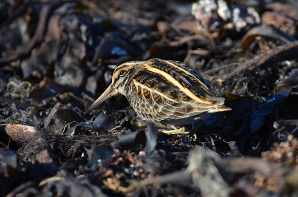 ZWERGSCHNEPFE, JACK SNIPE, LYMNOCRYPTES MINIMUS