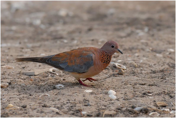 PALMTAUBE, LAUGHING DOVE, STREPTOPELIA SENEGALENSIS