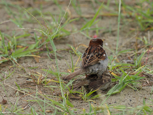 HAUSSPERLING, HOUSE SPARROW - PASSER DOMESTICUS