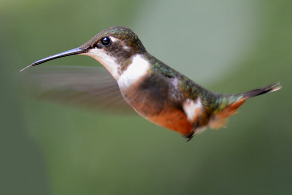 VIOLETTKEHL-STERNKOLIBRI, MAGENTA-THROATED WOODSTAR, CALLIPHLOX BRYANTAE