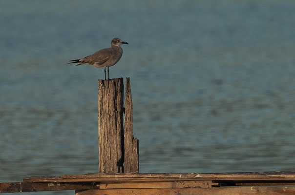 AZTEKENMÖWE, LAUGHING GULL, LARUS ATRICILLA