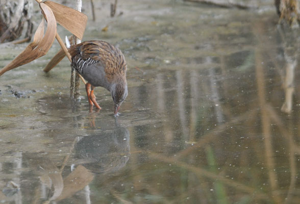 WASSERRALLE, WATER RAIL, RALLUS AQUATICUS