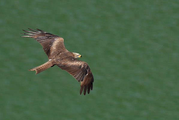 SCHWARZMILAN, BLACK KITE, MILVUS MIGRANS