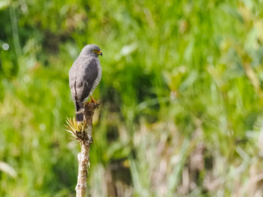 WEGEBUSSARD, ROADSIDE HAWK - RUPORNIS MAGNIROSTRIS