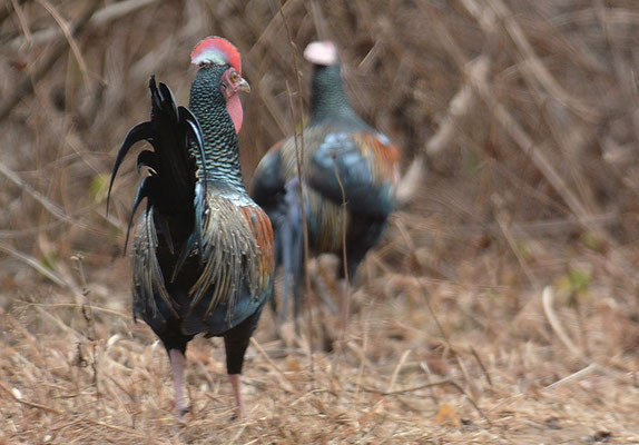 GABELSCHWANZHUHN, GREEN JUNGLEGFOWL, GALLUS VARIUS