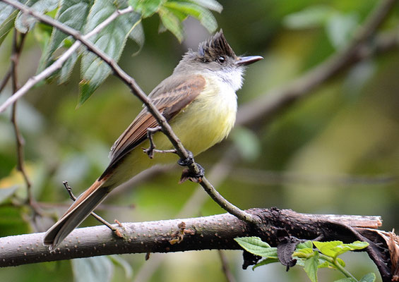 SCHWARZKAPPEN-SCHOPFTYRANN, DUSKY-CAPPED FLYCATCHER