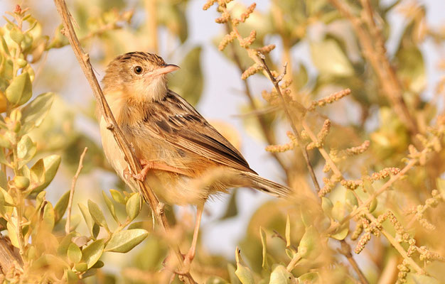 CISTENSÄNGER, ZITTING CISTICOLA, CISTICOLA JUNCIDIS