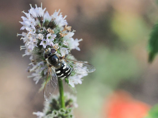 SPÄTE GROSSSTIRNSCHWEBFLIEGE, SCAEVA PYRASTRI