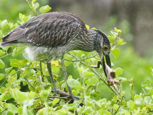 Krabbenreiher, Yellow-crowned Night-Heron - Nyctanassa violacea