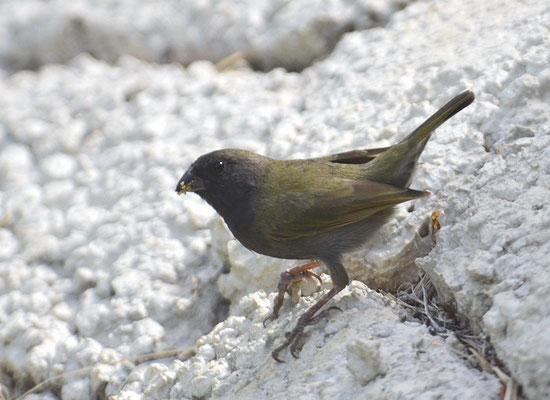 SCHWARZGESICHTCHEN, BLACK-FACED GRASSQUIT, TIARIS BICOLOR