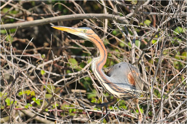 PURPURREIHER, PURPLE HERON, ARDEA PURPUREA