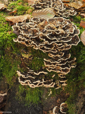 Schmetterlings-Tramete - Trametes versicolor