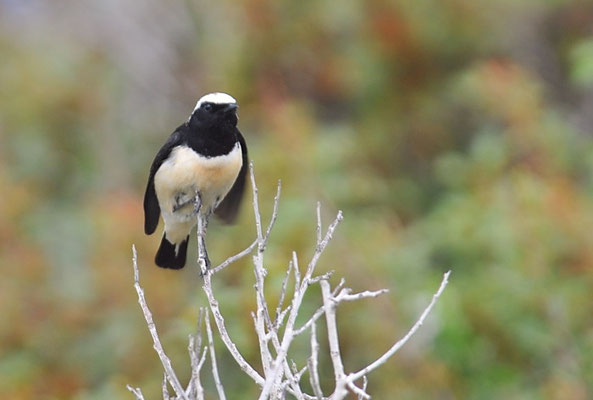 ZYPERNSTEINSCHMÄTZER, CYPRUS WHEATEAR, OENANTHE CYPRIACA